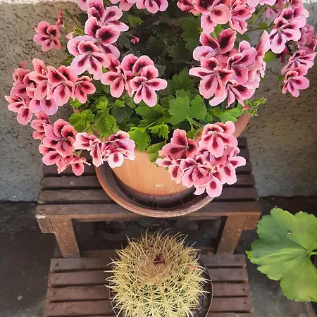 Artenatura Beb Bed & Breakfast Terranuova Bracciolini