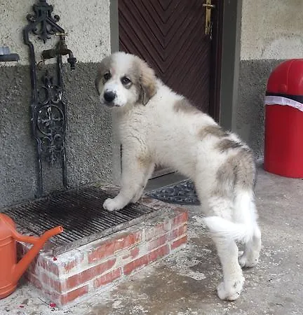 Artenatura Beb 4* Terranuova Bracciolini